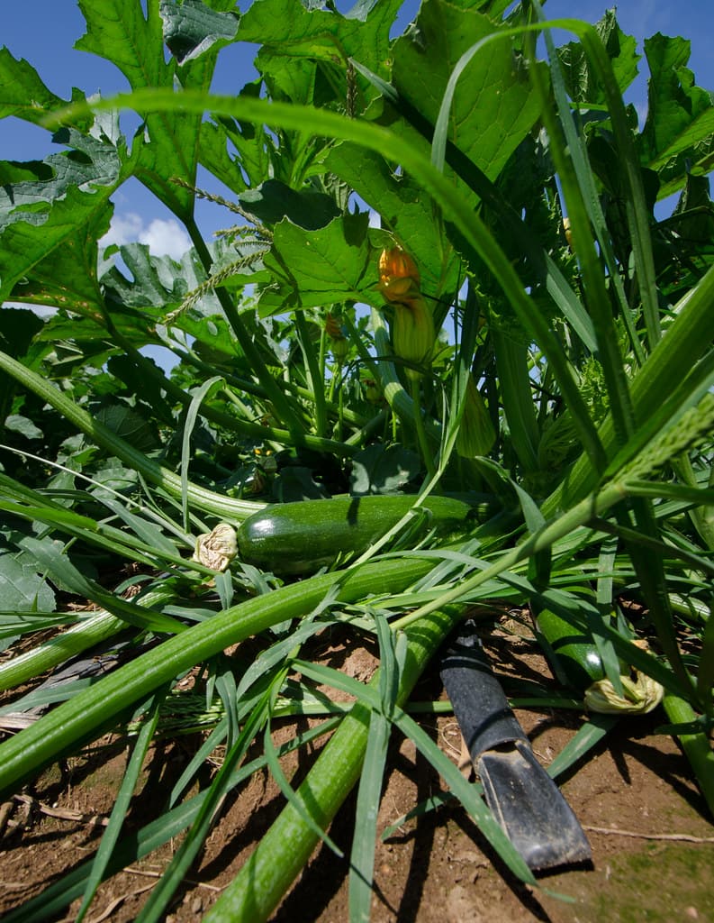 Planting Bag Green — gardening and irrigation — 10 GALLONS — supplied by Afeef Maimun, Nairobi and Mombasa